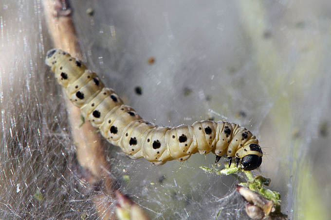 spinselmot castricum 05-2011 3014