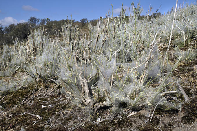 spinselmotten castricum 05-2011 3002