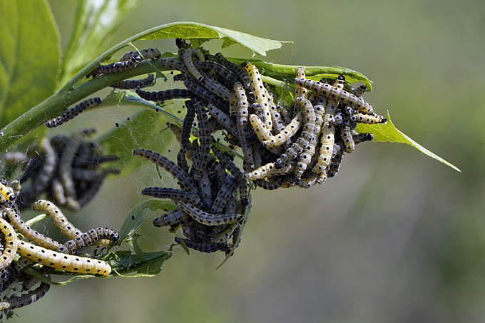spinselmotten castricum 05-2011 3237