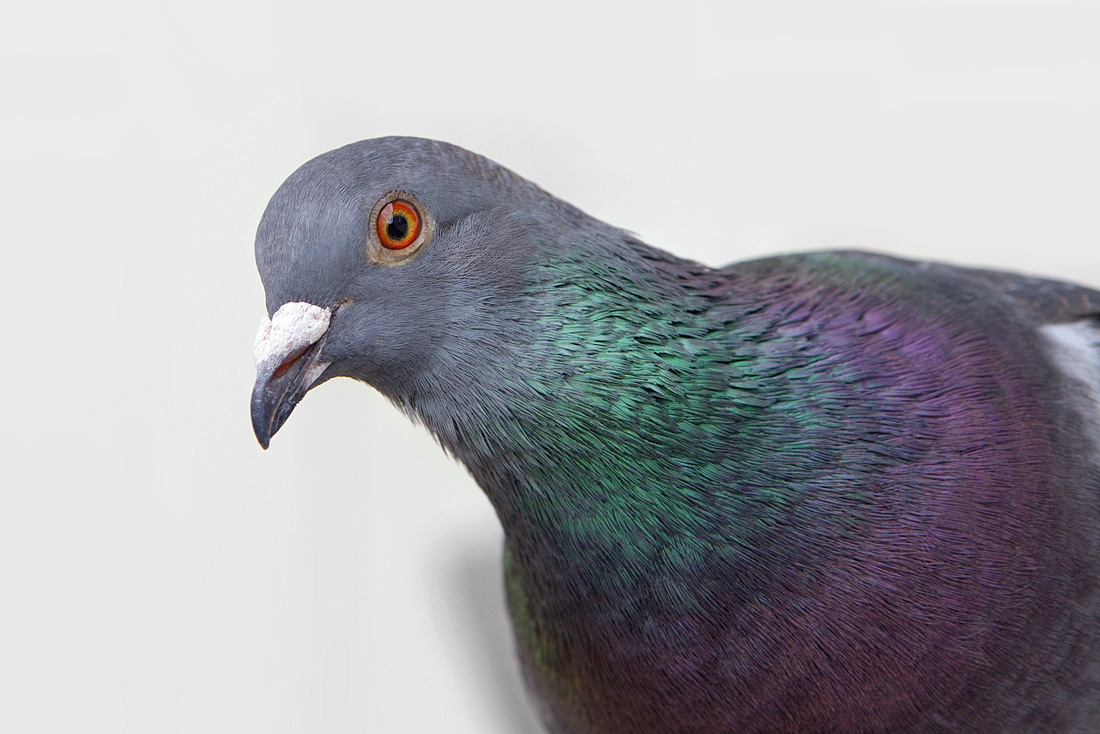 stadsduif (Columba livia domestica) 7-2016 1767
