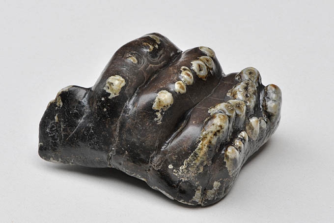 stegodon trigonocephalus molar 9741