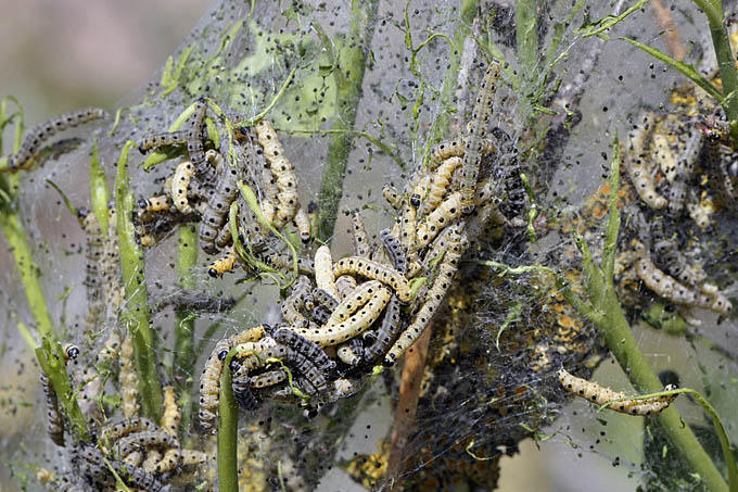 stippelmotten castricum 05-2011 3233