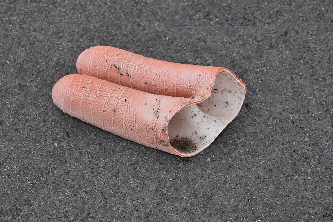 strandjatten hoek van holland 10-2010 2675