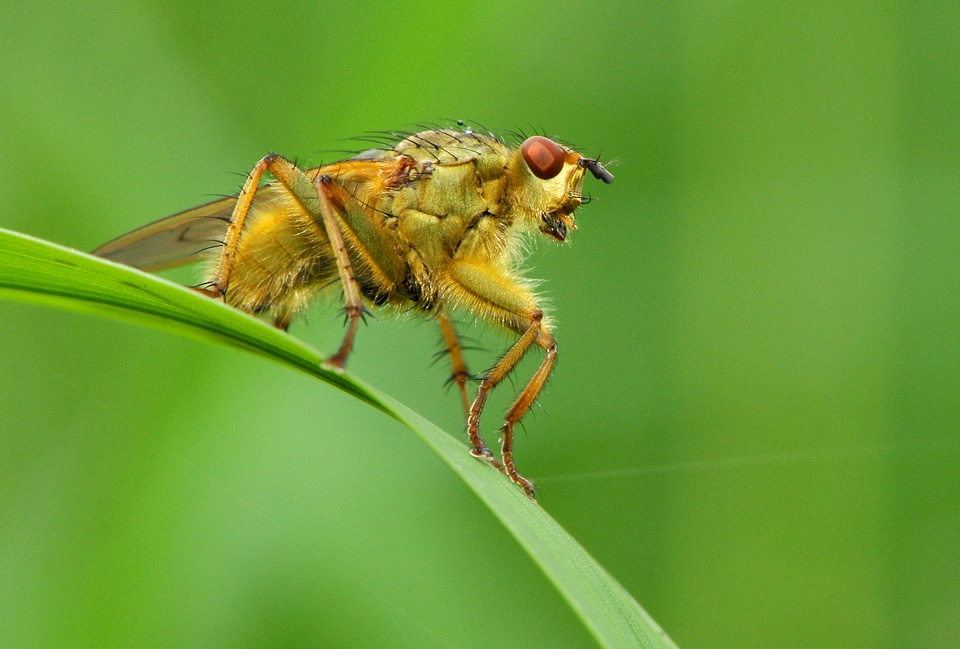 strontvlieg (scathophaga stercoraria) 5-2008 0143
