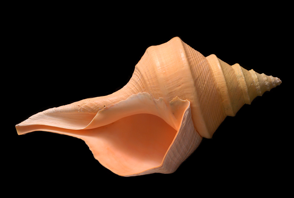 syrinx aruanus 1-2015 1572