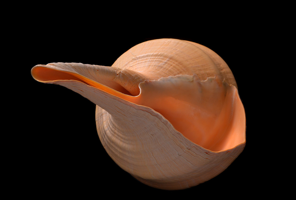 syrinx aruanus 1-2015 1580