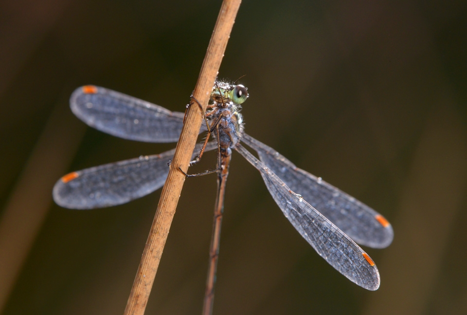 tengere pantserjuffer (Lestes virens) 10-2014 0994