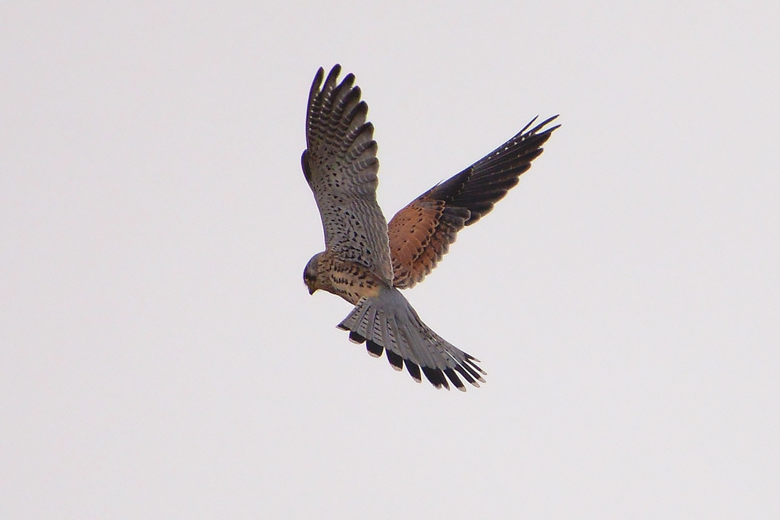 torenvalk (falco tinnunculus) 10-2016 2937