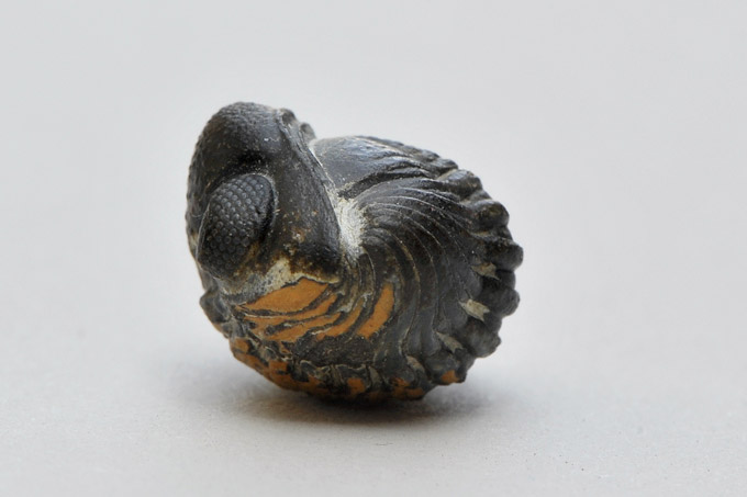 trilobieten fossieltje