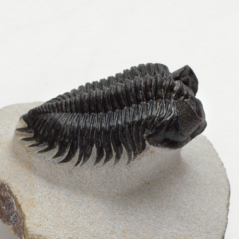 trilobiet astropyge alnif 5-2015 2464