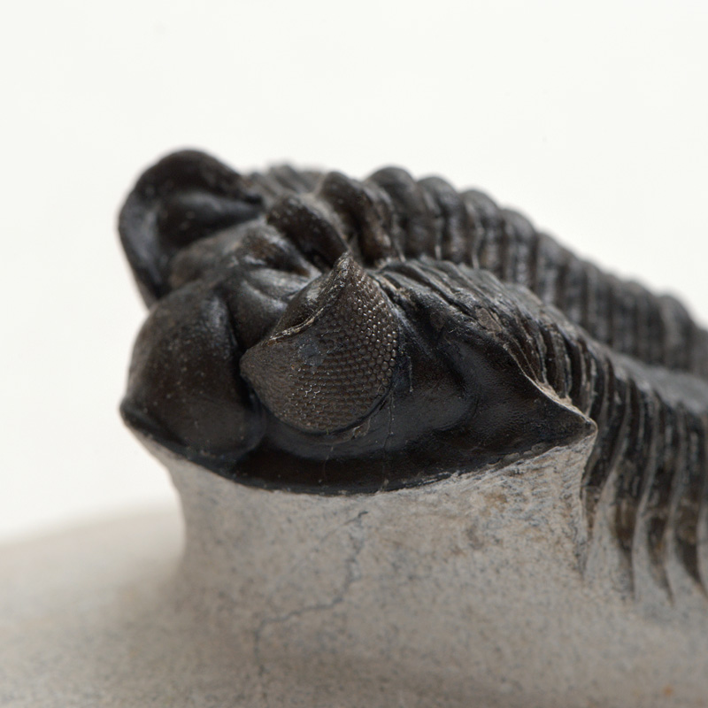 trilobiet astropyge alnif 5-2015 2470