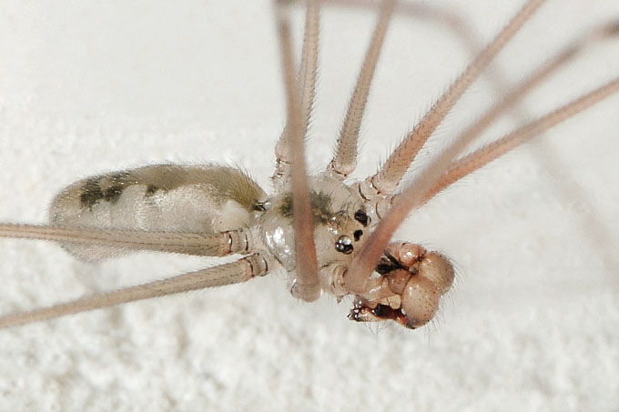 trilspin (pholcus phalangioides) 4-2012 2622