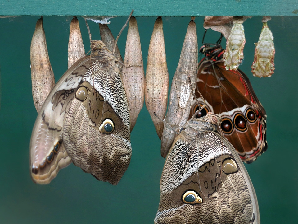tropical butterfly house 5-2015 6028