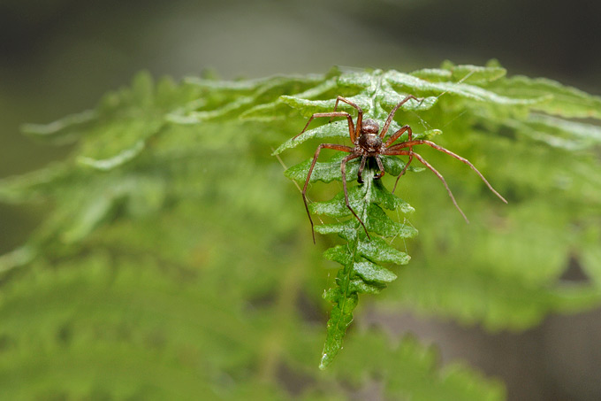 tuinrenspin (philodromus aureolus)