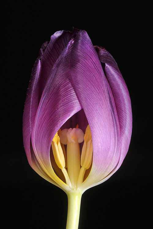 tulp 2-2013 2843