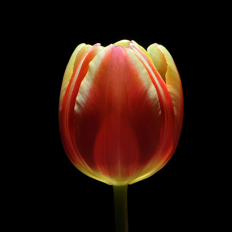 tulp 2-2013 3558