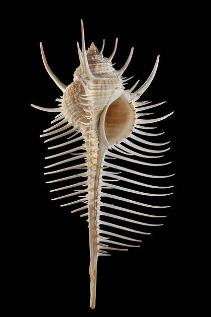 venuskam (murex pecten) 3238