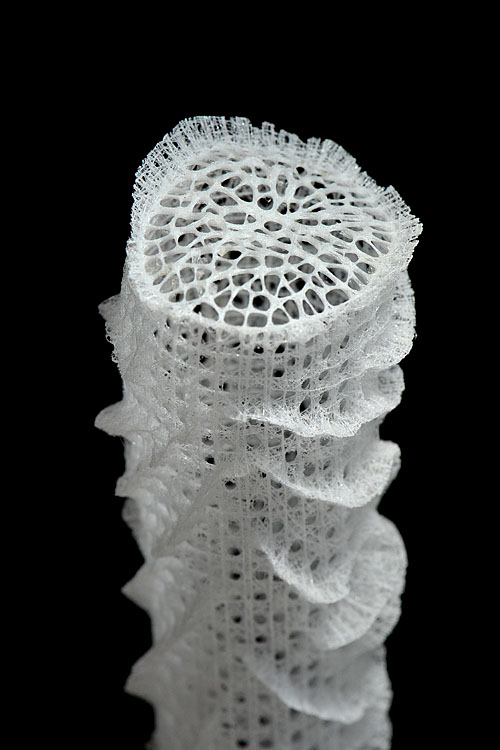 venusmandje (Euplectella aspergillum) 12-2012 1854