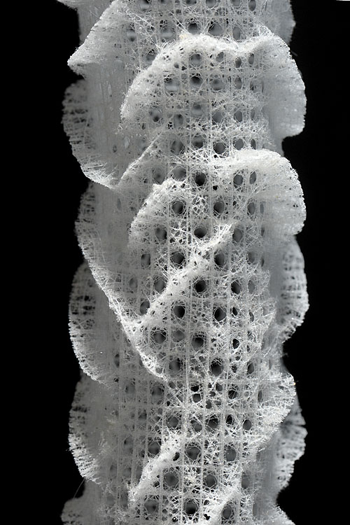 venusmandje (Euplectella aspergillum) 12-2012 1873