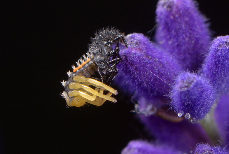 vervellende lieveheersbeestjeslarve 6-2015 2806