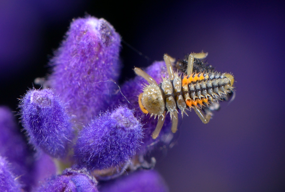 vervellende lieveheersbeestjeslarve 6-2015 2826