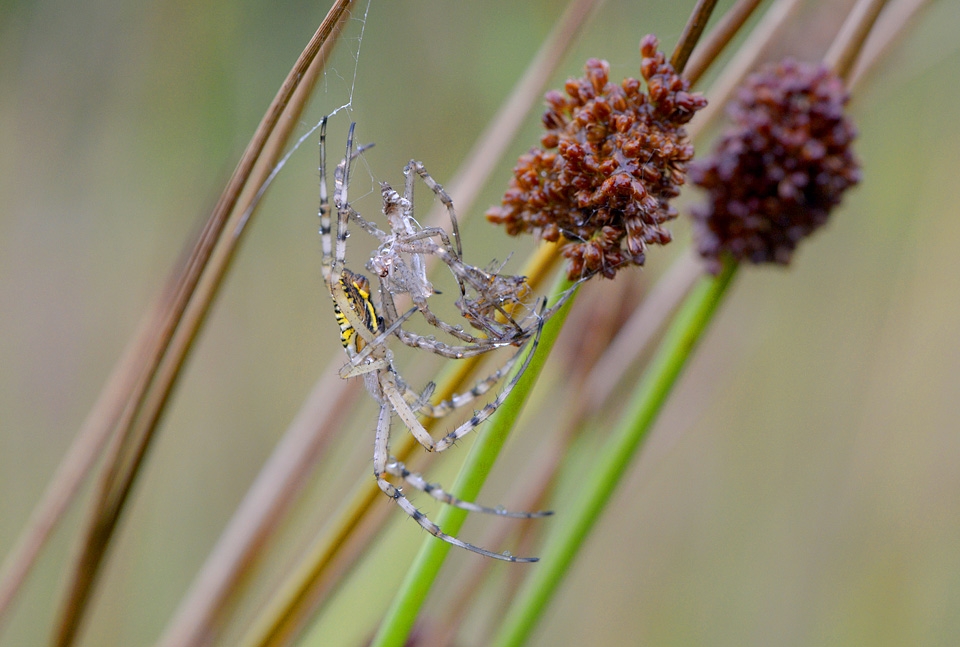 vervellende wespspin (argiope bruennichi) 7-2014 0128