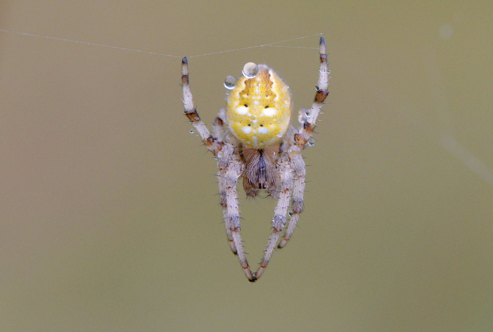 viervlekwielwebspin (araneus quadratus) 7-2014 0116