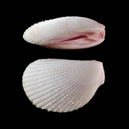 vijlschelp (lima vulgaris) 12-2011