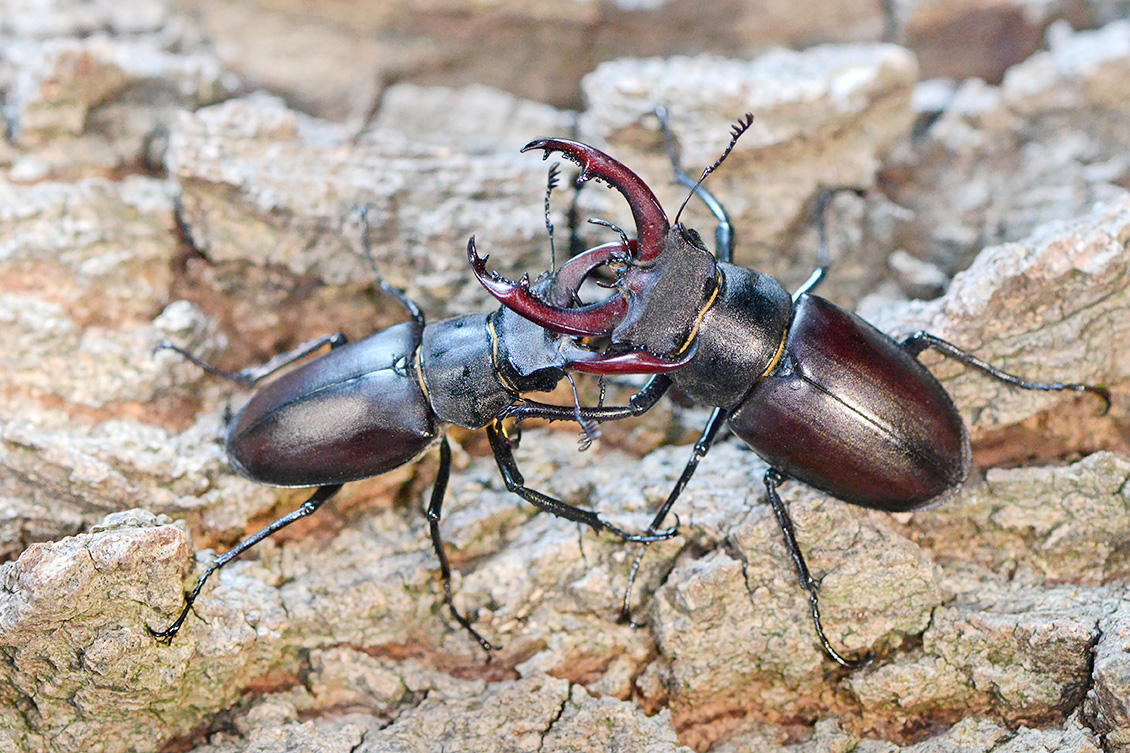 vliegend hert (Lucanus cervus) 6-2018 4915