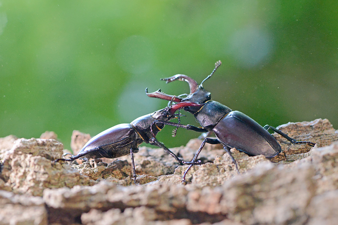vliegend hert (Lucanus cervus) 6-2018 4916