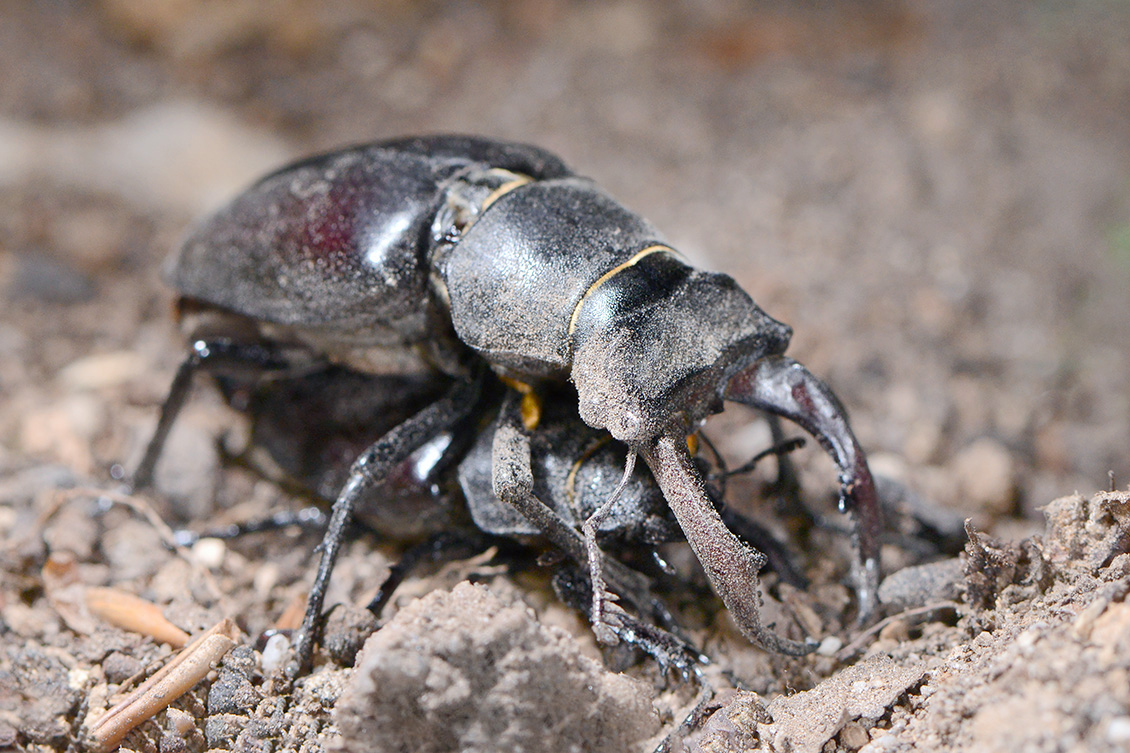 vliegend hert (Lucanus cervus) 6-2018 5045