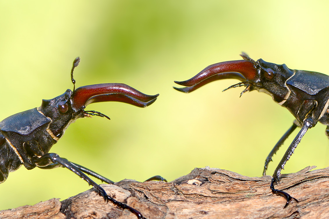 vliegend hert (Lucanus cervus) 7-2018 5087