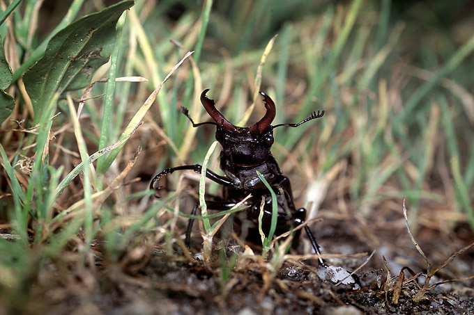vliegend hert (lucanus cervus)