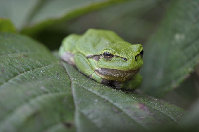 volwassen boomkikker (hyla arborea) 09-2010 9637