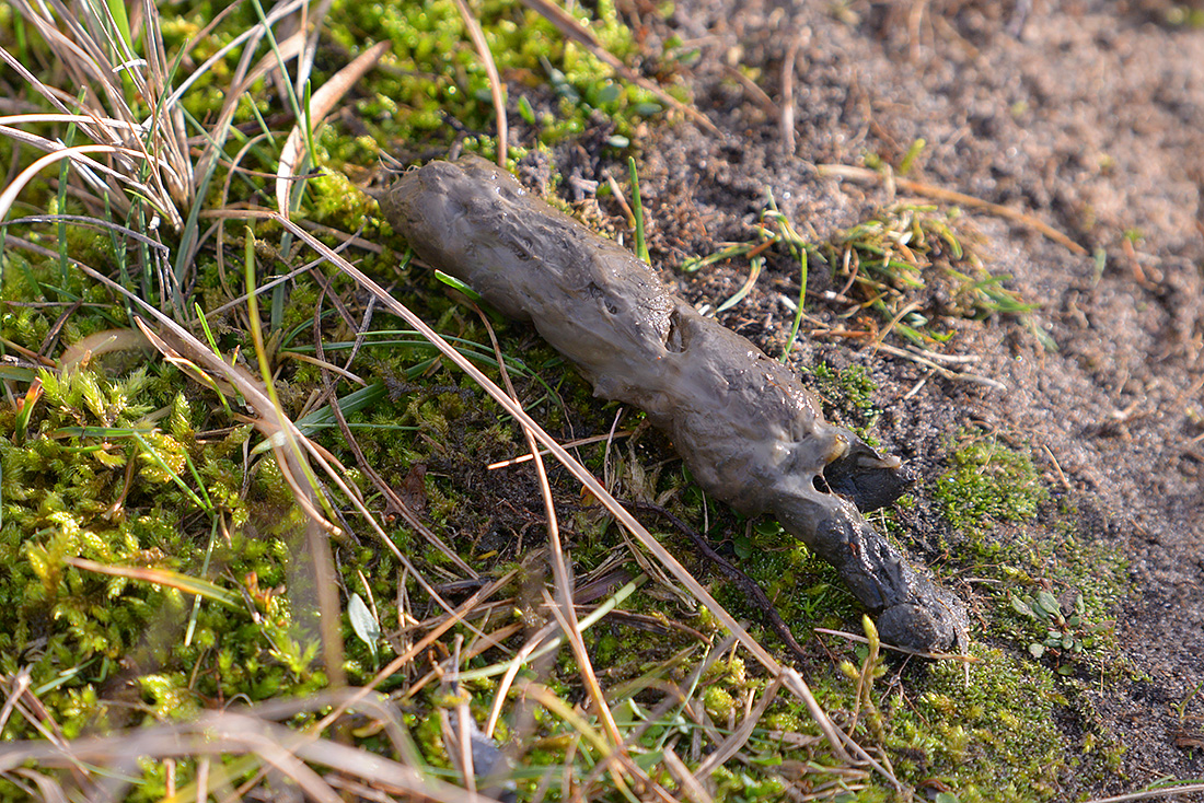 vossendrol 1-2017 3588