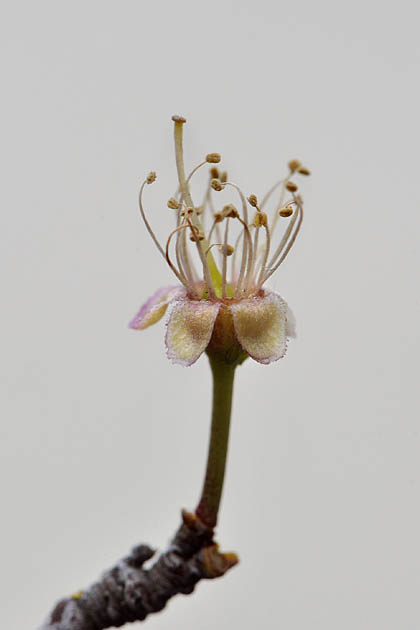 vruchtbeginsel 04-2011 6382