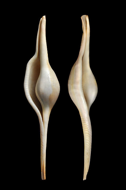 weverspoel (volva volva) 3-2013 4107