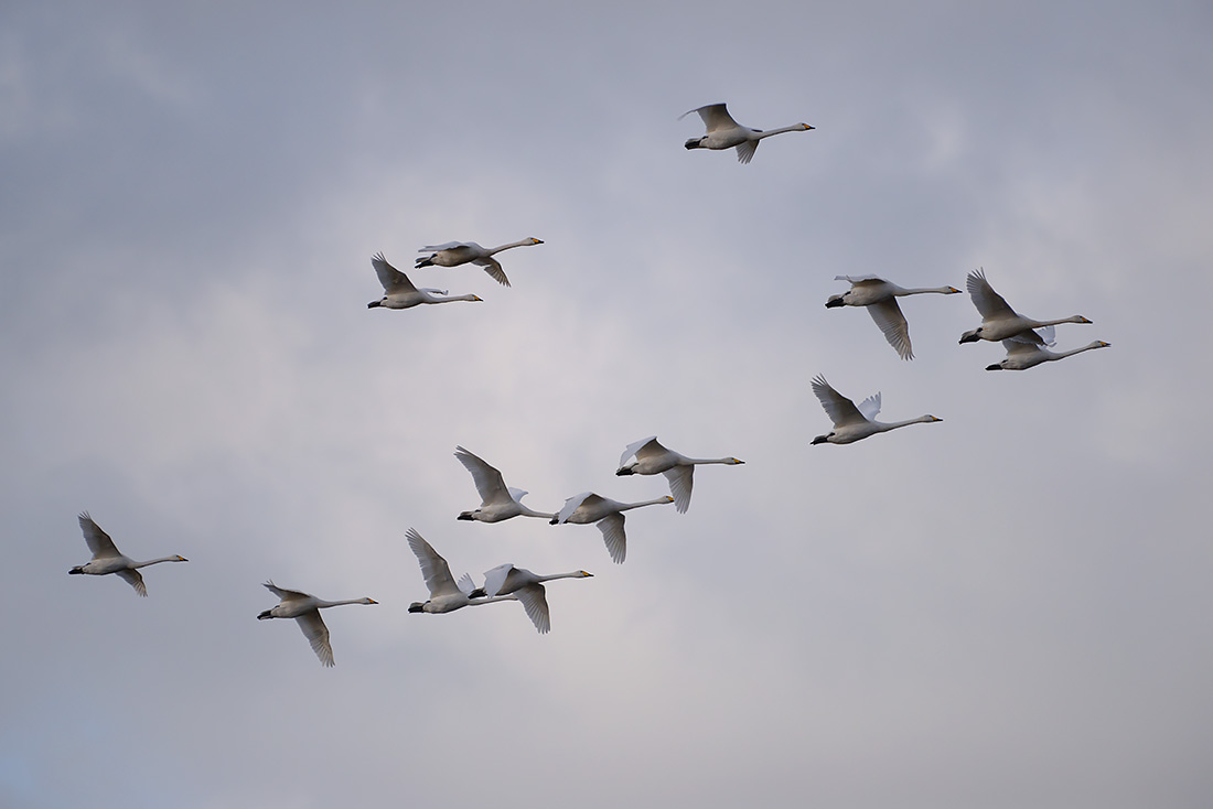 wilde zwanen (Cygnus cygnus) 1-2017 3629