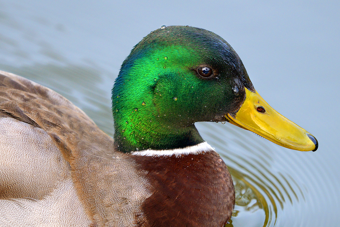 woerd wilde eend (Anas platyrhynchos) 3-2016 7645