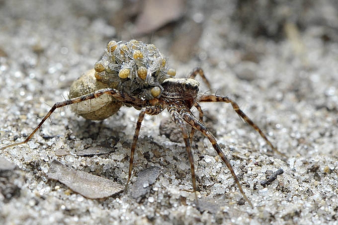 wolfspin met jonkies (pardosa sp) 06-2011 8313