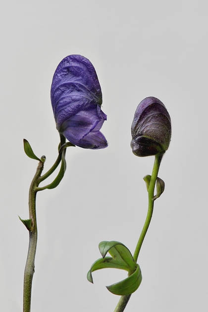 you can learn a lot of things from the flowers