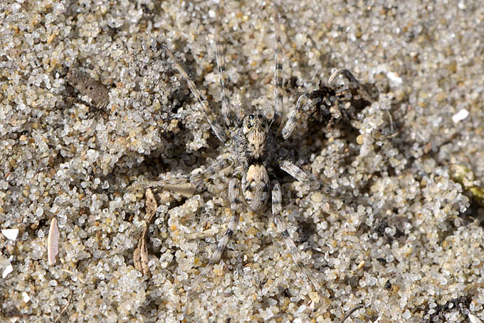 zandwolfspin (arctosa perita) 3211