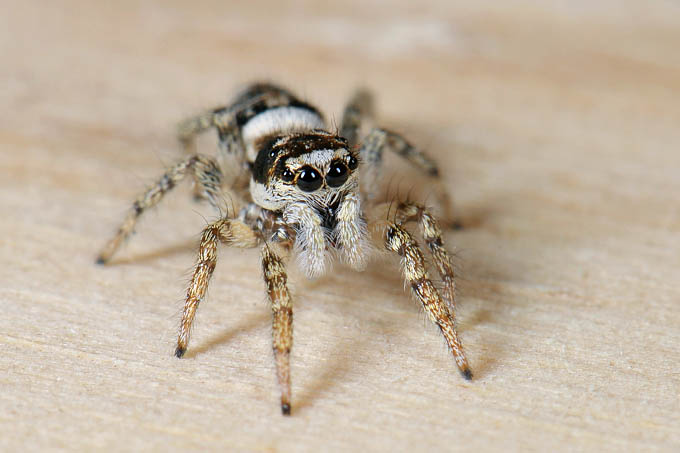 zebraspin (salticus scenicus) 3-2012 5580