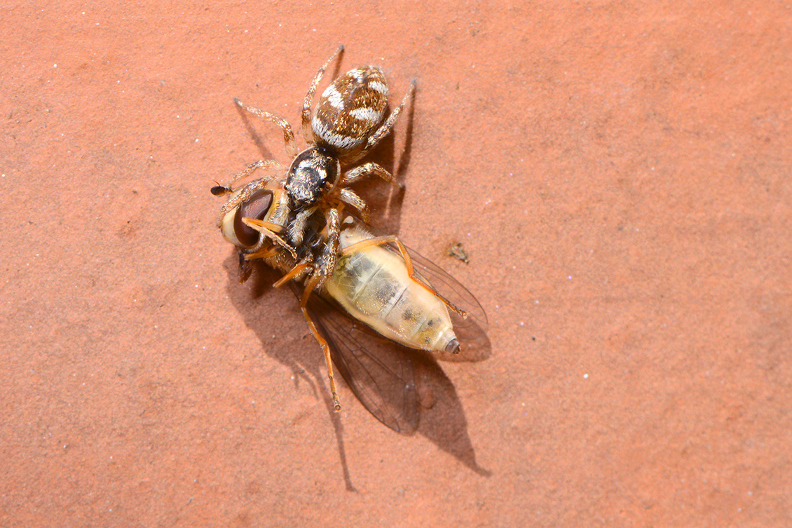 zebraspin (salticus scenicus) 5-2018 3897