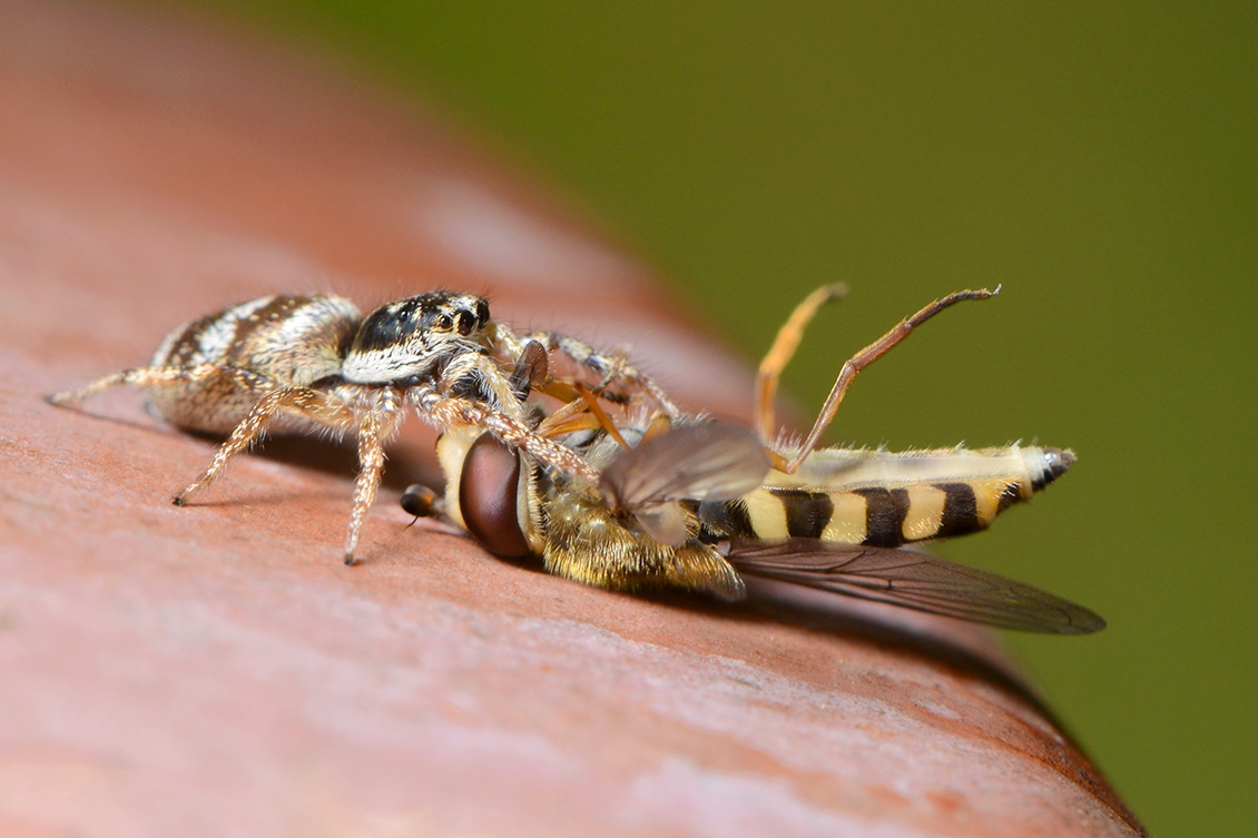 zebraspin (salticus scenicus) 5-2018 3916