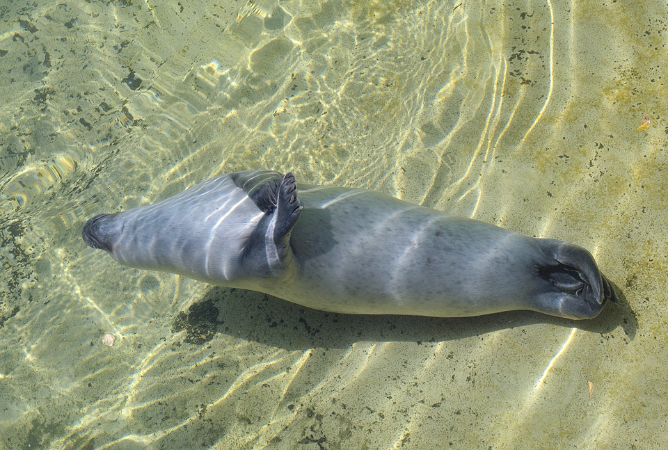 zeehond antwerpse zoo 8-2015 8627