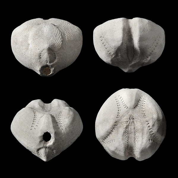 zeeklit (echinocardium cordatum) 2013