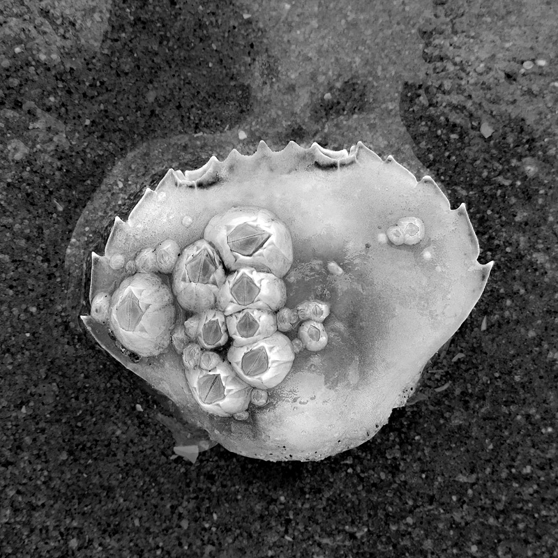 zeepokken op krabbenschild 5-7-2014 3293