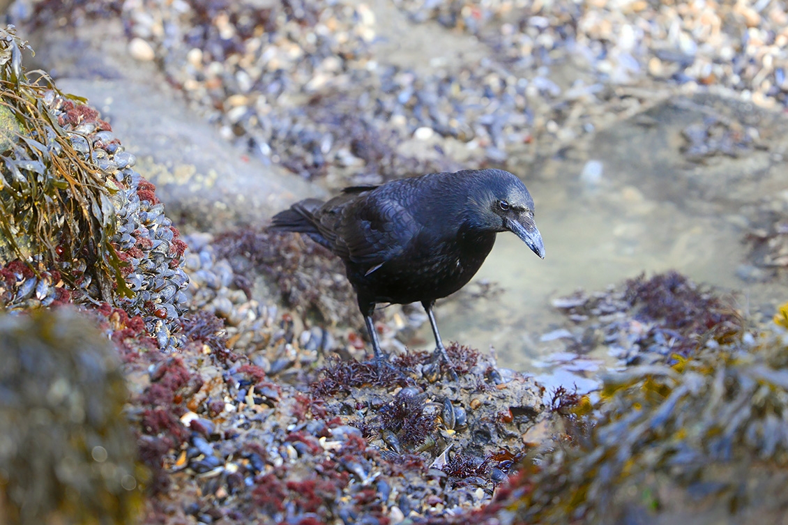 zwarte kraai (Corvus corone) 2-2018 0297