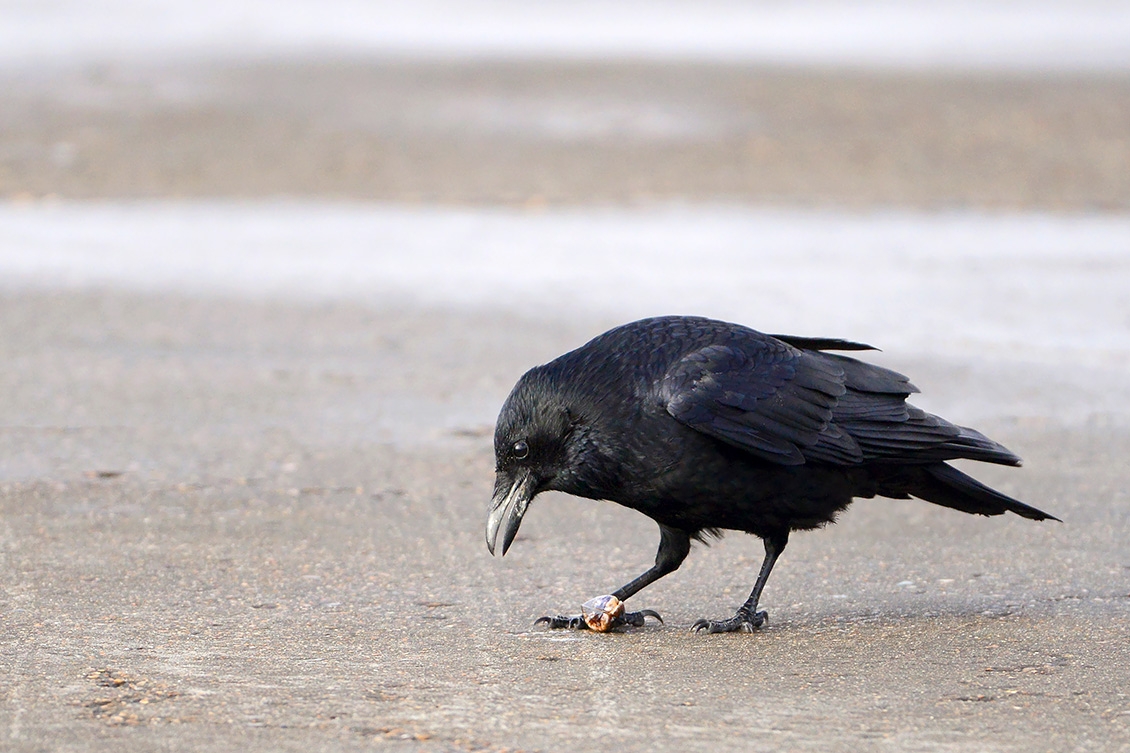 zwarte kraai (Corvus corone) 2-2018 0439